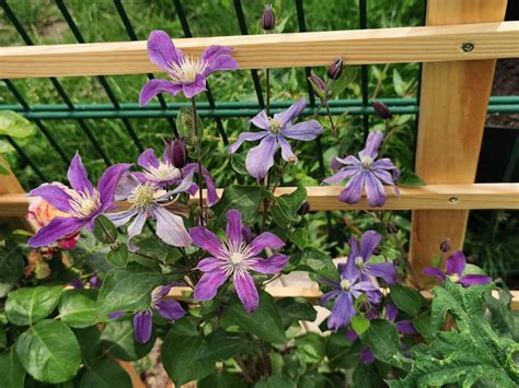 Clematis &Arabella& (I) 